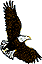 Adler