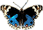 Schmetterling